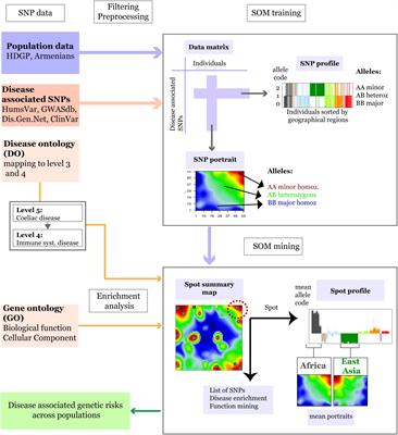 Population Levels Assessment of the Distribution of Disease-Associated Variants With Emphasis on Armenians – A Machine Learning Approach